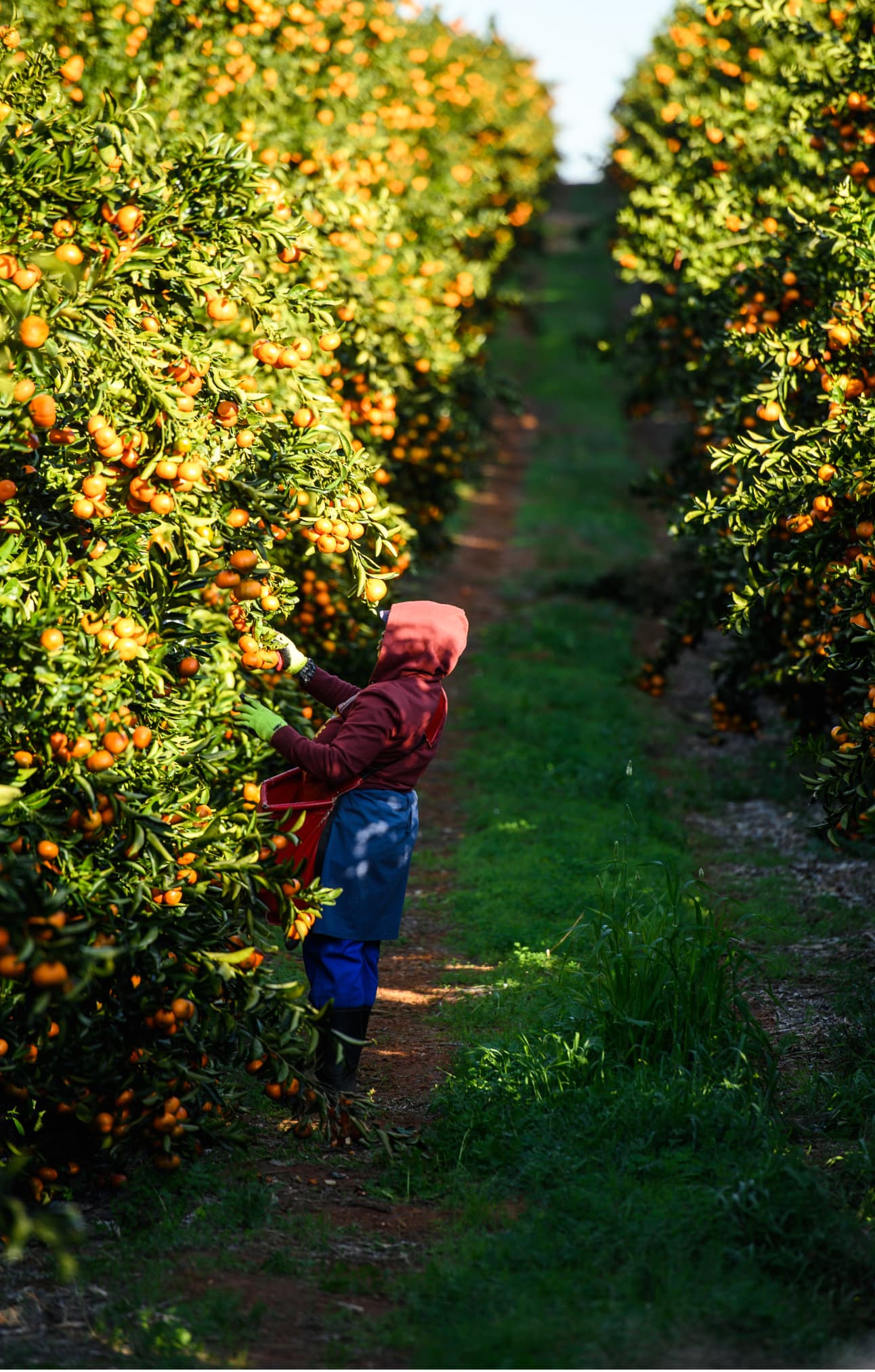 Photo of woman packing citrus into a box.